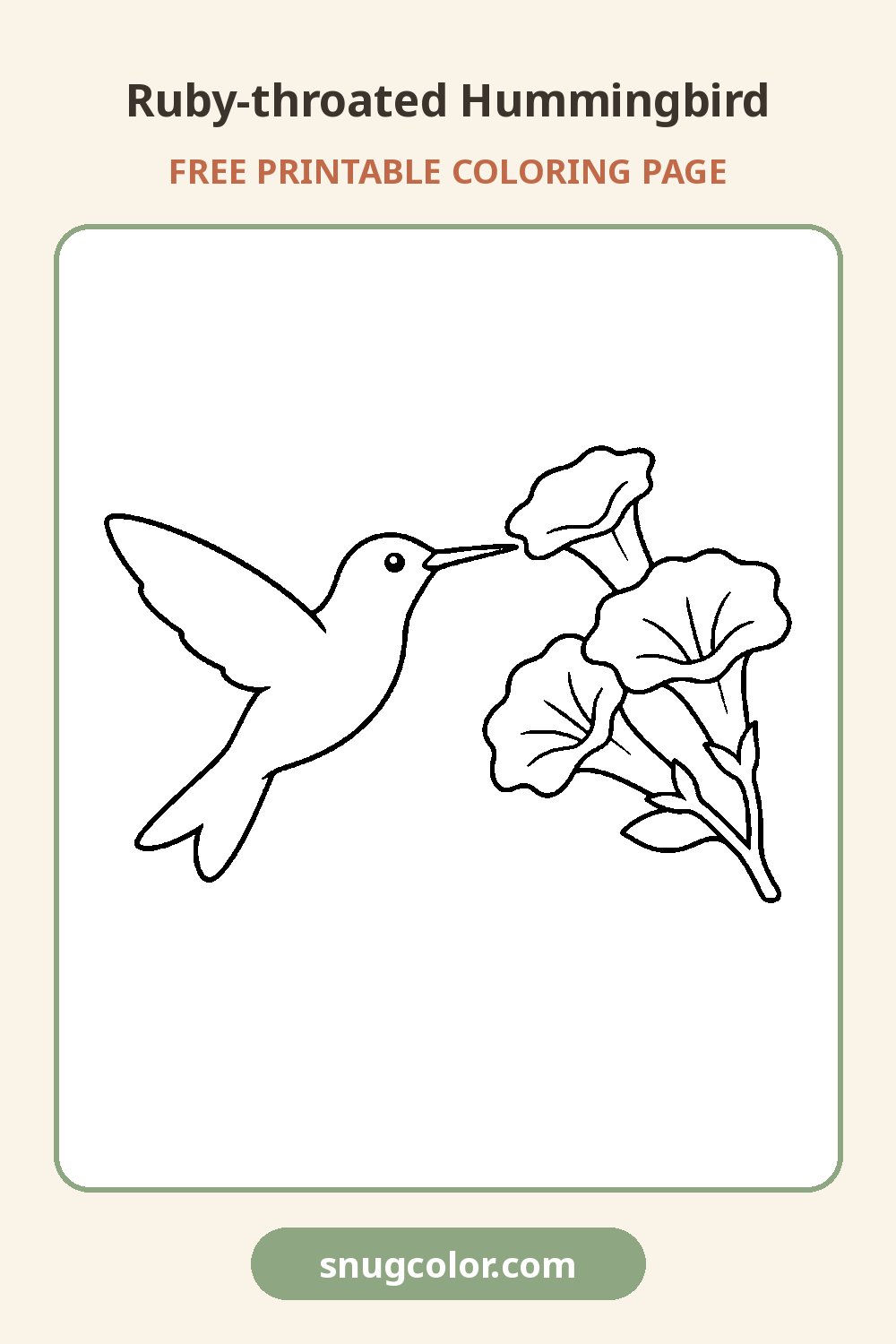 Ruby-throated Hummingbird Coloring Page Pinterest pin